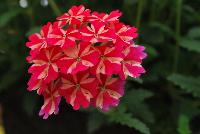 Lanai® Verbena x hybrida Red Star -- New from Syngenta Flowers Spring Trials 2016.  the Lanai® Verbena 'Red Star' a vegetative, heat-loving offering with a vigorous upright habit of vibrant, bright-pink-with-white-star flower clusters on strong medium-size stems above narrow green leaves.