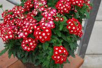 Tuscany™ Verbena hybrida Scarlet with Eye -- New from Syngenta Flowers Spring Trials 2016.  the Tuscany™ Verbena 'Scarlet with Eye' a seed offering with a strong upright habit of vibrant, bright-red-with-white-eye flower clusters on strong medium-size stems above narrow dark-green leaves.