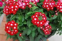 Tuscany™ Verbena hybrida Scarlet with Eye -- New from Syngenta Flowers Spring Trials 2016.  the Tuscany™ Verbena 'Scarlet with Eye' a seed offering with a strong upright habit of vibrant, bright-red-with-white-eye flower clusters on strong medium-size stems above narrow dark-green leaves.