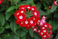 Tuscany™ Verbena hybrida Scarlet with Eye -- New from Syngenta Flowers Spring Trials 2016.  the Tuscany™ Verbena 'Scarlet with Eye' a seed offering with a strong upright habit of vibrant, bright-red-with-white-eye flower clusters on strong medium-size stems above narrow dark-green leaves.