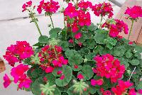 Maverick™ Pelargonium x hortorum Violet -- An experimental variety from Syngenta Flowers Spring Trials 2016.  the Maverick™ Geranium 'Violet' featuring an abundance of bright violet-pink flower clusters on strong stems above velvety, light-green foliage.