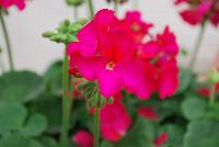 Maverick™ Pelargonium x hortorum Violet -- An experimental variety from Syngenta Flowers Spring Trials 2016.  the Maverick™ Geranium 'Violet' featuring an abundance of bright violet-pink flower clusters on strong stems above velvety, light-green foliage.