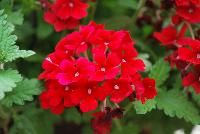 Lanai® Verbena x hybrida Early Dark Red -- New from Syngenta Flowers Spring Trials 2016.  the Lanai® Verbena 'Early Dark Red' a vegetative, heat-loving offering with an upright mounded habit of bright red-with-white-eye flower clusters on strong short stems above medium, velvety green leaves.