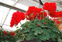 Calliope® Medium Pelargonium interspecific Scarlet -- New from Syngenta Flowers Spring Trials 2016: Calliope® Medium Pelargonium 'Scarlet' featuring a controlled habit with superior performance over traditional zonal geraniums with excellent heat tolerance and performance.  Dense clusters of true-red flowers stand tall on sturdy medium stems above velvety, light- to medium-green, silvery foliage.