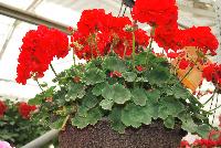 Calliope® Medium Pelargonium interspecific Scarlet -- New from Syngenta Flowers Spring Trials 2016: Calliope® Medium Pelargonium 'Scarlet' featuring a controlled habit with superior performance over traditional zonal geraniums with excellent heat tolerance and performance.  Dense clusters of true-red flowers stand tall on sturdy medium stems above velvety, light- to medium-green, silvery foliage.