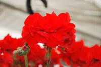 Calliope® Medium Pelargonium interspecific Scarlet -- New from Syngenta Flowers Spring Trials 2016: Calliope® Medium Pelargonium 'Scarlet' featuring a controlled habit with superior performance over traditional zonal geraniums with excellent heat tolerance and performance.  Dense clusters of true-red flowers stand tall on sturdy medium stems above velvety, light- to medium-green, silvery foliage.