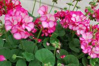 Maverick™ Pelargonium x hortorum Violet Picotee -- New from Syngenta Flowers Spring Trials 2016.  the Maverick™ Geranium 'Violet Picotee' a heat-loving specimen featuring an abundance of bright light-pink, with rose-red-edged flower clusters on strong stems above velvety, light-green foliage.