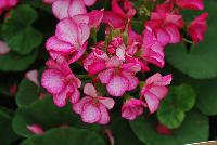 Maverick™ Pelargonium x hortorum Violet Picotee -- New from Syngenta Flowers Spring Trials 2016.  the Maverick™ Geranium 'Violet Picotee' a heat-loving specimen featuring an abundance of bright light-pink, with rose-red-edged flower clusters on strong stems above velvety, light-green foliage.