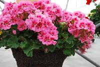 Calliope® Medium Pelargonium interspecific Pink Flame -- New from Syngenta Flowers Spring Trials 2016: Calliope® Medium Pelargonium 'Pink Flame', a vegetative variety with a  controlled habit with superior performance over traditional zonal geraniums.  Excellent heat tolerance and performance.  Dense clusters of bright pink  flowers with dark-pink centers stand tall on sturdy medium stems above velvety, dark-green, silvery foliage.