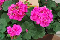 Calliope® Large Pelargonium interspecific Pink -- New from Syngenta Flowers Spring Trials 2016: Calliope® Large Pelargonium 'Pink', a vegetative variety with superior performance over traditional zonal geraniums.  Excellent heat tolerance and performance.  Dense clusters of bright pink  flowers stand tall on sturdy medium stems above velvety, dark-green  foliage.