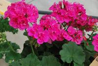 Calliope® Large Pelargonium interspecific Pink -- New from Syngenta Flowers Spring Trials 2016: Calliope® Large Pelargonium 'Pink', a vegetative variety with superior performance over traditional zonal geraniums.  Excellent heat tolerance and performance.  Dense clusters of bright pink  flowers stand tall on sturdy medium stems above velvety, dark-green  foliage.