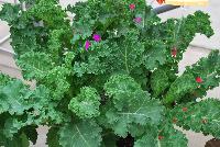  Kale hybrid Prizm -- New from Syngenta Flowers Spring Trials 2016: Kale 'Prizm', a seed variety offering strong, deep-green leaves forming an strong upright, mounding habit of delicious nutritious kale.