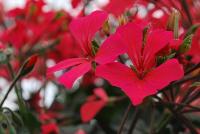 Caliente® Pelargonium interspecific Coral Salmon -- New from Syngenta Flowers Spring Trials 2016: Calliope® Pelargonium 'Coral Salmon', a vegetative variety of ivy-like geranium.  Excellent heat tolerance and performance.  Bright coral salmon flowers stand tall on sturdy medium stems above velvety, dark-green  foliage.