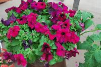 Duvet™ Petunia grandiflora Burgundy -- New from Syngenta Flowers Spring Trials 2016: Duvet™ Petunia 'Burgundy', a seed variety with large, deep-burgundy flowers above velvety, light-green  foliage.