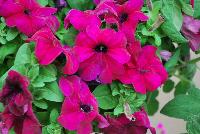 Duvet™ Petunia grandiflora Burgundy -- New from Syngenta Flowers Spring Trials 2016: Duvet™ Petunia 'Burgundy', a seed variety with large, deep-burgundy flowers above velvety, light-green  foliage.