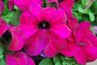 Duvet™ Petunia grandiflora Burgundy -- New from Syngenta Flowers Spring Trials 2016: Duvet™ Petunia 'Burgundy', a seed variety with large, deep-burgundy flowers above velvety, light-green  foliage.