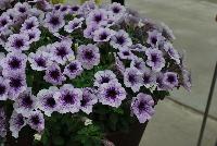 Sanguna® Patio Petunia hybrida Blue Vein -- New from Syngenta Flowers Spring Trials 2016: Sanguna® Petunia 'Blue Vein' a vegetative, mounded-habit specimen with an abundance of intense, vibrant light-purple-blue flowers with prominent dark-purple veining and centers on top of dark-green, velvety foliage.