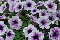 Sanguna® Patio Petunia hybrida Blue Vein -- New from Syngenta Flowers Spring Trials 2016: Sanguna® Petunia 'Blue Vein' a vegetative, mounded-habit specimen with an abundance of intense, vibrant light-purple-blue flowers with prominent dark-purple veining and centers on top of dark-green, velvety foliage.