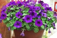 Sanguna® Patio Petunia hybrida Blue -- New from Syngenta Flowers Spring Trials 2016: Sanguna® Petunia 'Blue' a vegetative, mounded-habit specimen with an abundance of intense, vibrant purple-blue flowers on top of light-green, velvety foliage.