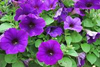 Sanguna® Patio Petunia hybrida Blue -- New from Syngenta Flowers Spring Trials 2016: Sanguna® Petunia 'Blue' a vegetative, mounded-habit specimen with an abundance of intense, vibrant purple-blue flowers on top of light-green, velvety foliage.