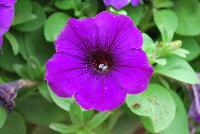 Sanguna® Patio Petunia hybrida Blue -- New from Syngenta Flowers Spring Trials 2016: Sanguna® Petunia 'Blue' a vegetative, mounded-habit specimen with an abundance of intense, vibrant purple-blue flowers on top of light-green, velvety foliage.