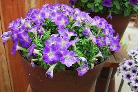 Sanguna® Patio Petunia hybrida Blue Morn -- New from Syngenta Flowers Spring Trials 2016: Sanguna® Petunia 'Blue Morn' a mounded-habit specimen with an abundance of intense, bright-purple flowers with light-white centers on top of light-green, velvety foliage.