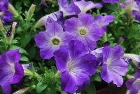 Sanguna® Patio Petunia hybrida Blue Morn -- New from Syngenta Flowers Spring Trials 2016: Sanguna® Petunia 'Blue Morn' a mounded-habit specimen with an abundance of intense, bright-purple flowers with light-white centers on top of light-green, velvety foliage.