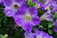 Sanguna® Patio Petunia hybrida Blue Morn -- New from Syngenta Flowers Spring Trials 2016: Sanguna® Petunia 'Blue Morn' a mounded-habit specimen with an abundance of intense, bright-purple flowers with light-white centers on top of light-green, velvety foliage.