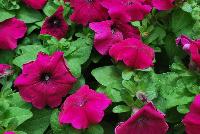 Damask™ Petunia multiflora Purple -- New from Syngenta Flowers Spring Trials 2016: Damask™ Petunia 'Purple', a seed variety with purple to burgundy-purple flowers with darker eyes atop velvety, medium-green foliage.