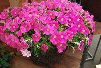 Picobella™ Petunia milliflora Pink -- New from Syngenta Flowers Spring Trials 2016: Picobella™ Petunia 'Pink', a seed variety with an abundance of bright pink flowers with cream-white eyes atop velvety, medium-green foliage.