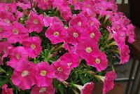 Picobella™ Petunia milliflora Pink -- New from Syngenta Flowers Spring Trials 2016: Picobella™ Petunia 'Pink', a seed variety with an abundance of bright pink flowers with cream-white eyes atop velvety, medium-green foliage.