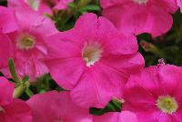 Picobella™ Petunia milliflora Pink -- New from Syngenta Flowers Spring Trials 2016: Picobella™ Petunia 'Pink', a seed variety with an abundance of bright pink flowers with cream-white eyes atop velvety, medium-green foliage.