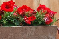 Sanguna® Petunia hybrida Red Improved -- From Syngenta Flowers Spring Trials 2016: Sanguna® Petunia 'Red Improved', the petunia for premium hanging baskets and mixes.  Featuring a vegetative specimen with deep-red, large flowers that sit atop dark-green foliage.