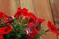 Sanguna® Petunia hybrida Red Improved -- From Syngenta Flowers Spring Trials 2016: Sanguna® Petunia 'Red Improved', the petunia for premium hanging baskets and mixes.  Featuring a vegetative specimen with deep-red, large flowers that sit atop dark-green foliage.