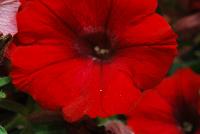 Sanguna® Petunia hybrida Red Improved -- From Syngenta Flowers Spring Trials 2016: Sanguna® Petunia 'Red Improved', the petunia for premium hanging baskets and mixes.  Featuring a vegetative specimen with deep-red, large flowers that sit atop dark-green foliage.