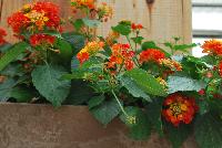 Bandana® Lantana camara Red Improved -- From Syngenta Flowers Spring Trials 2016:  The Bandana® Landscape Lantana 'Red Improved' spreads and thrives in full sun.  A vegetative variety with dark orange-red  to red flower clusters on short strong stems atop large, dark-green leaves.  Spreads up to 3 feet.  Drought tolerant.  Deer resistant.  Attracts pollinators.