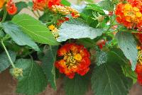 Bandana® Lantana camara Red Improved -- From Syngenta Flowers Spring Trials 2016:  The Bandana® Landscape Lantana 'Red Improved' spreads and thrives in full sun.  A vegetative variety with dark orange-red  to red flower clusters on short strong stems atop large, dark-green leaves.  Spreads up to 3 feet.  Drought tolerant.  Deer resistant.  Attracts pollinators.