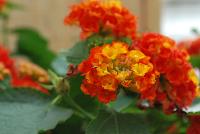 Bandana® Lantana camara Red Improved -- From Syngenta Flowers Spring Trials 2016:  The Bandana® Landscape Lantana 'Red Improved' spreads and thrives in full sun.  A vegetative variety with dark orange-red  to red flower clusters on short strong stems atop large, dark-green leaves.  Spreads up to 3 feet.  Drought tolerant.  Deer resistant.  Attracts pollinators.