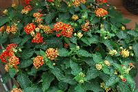 Landscape Bandana® Lantana camara Red Improved -- New from Syngenta Flowers Spring Trials 2016:  The Bandana® Landscape Lantana 'Red Improved' spreads and thrives in full sun.  A vegetative variety with dark orange-red  to red flower clusters on short strong stems atop large, dark-green leaves.  Spreads up to 3 feet.  Drought tolerant.  Deer resistant.  Attracts pollinators.