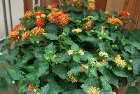 Landscape Bandana® Lantana camara Red Improved -- New from Syngenta Flowers Spring Trials 2016:  The Bandana® Landscape Lantana 'Red Improved' spreads and thrives in full sun.  A vegetative variety with dark orange-red  to red flower clusters on short strong stems atop large, dark-green leaves.  Spreads up to 3 feet.  Drought tolerant.  Deer resistant.  Attracts pollinators.