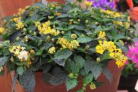 Landscape Bandana® Lantana camara Lemon Zest -- New from Syngenta Flowers Spring Trials 2016:  Landscape Bandana® Lantana 'Lemon Zest' spreads and thrives in full sun.  A vegetative variety with lemon-yellow flower clusters on short strong stems atop large, dark-green leaves.  Spreads up to 3 feet.  Drought tolerant.  Deer resistant.  Attracts pollinators.