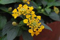 Landscape Bandana® Lantana camara Lemon Zest -- New from Syngenta Flowers Spring Trials 2016:  Landscape Bandana® Lantana 'Lemon Zest' spreads and thrives in full sun.  A vegetative variety with lemon-yellow flower clusters on short strong stems atop large, dark-green leaves.  Spreads up to 3 feet.  Drought tolerant.  Deer resistant.  Attracts pollinators.