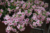 Calypso™ Sutera cordata Jumbo Pink Eye -- New from Syngenta Flowers Spring Trials 2016:  Calypso™ Sutera (bacopa) 'Jumbo Pink Eye' featuring large, showy, pink flowers with dark-pink centers and yellow eyes atop light-green foliage.  Fragrant.  Attracts pollinators.