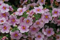 Calypso™ Sutera cordata Jumbo Pink Eye -- New from Syngenta Flowers Spring Trials 2016:  Calypso™ Sutera (bacopa) 'Jumbo Pink Eye' featuring large, showy, pink flowers with dark-pink centers and yellow eyes atop light-green foliage.  Fragrant.  Attracts pollinators.