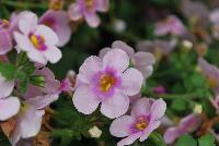 Calypso™ Sutera cordata Jumbo Pink Eye -- New from Syngenta Flowers Spring Trials 2016:  Calypso™ Sutera (bacopa) 'Jumbo Pink Eye' a vegetative variety featuring large, showy, pink flowers with dark-pink centers and yellow eyes atop light-green foliage.  Fragrant.  Attracts pollinators.