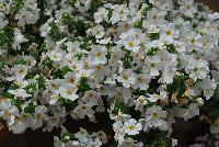 Calypso™ Sutera cordata White Improved -- New from Syngenta Flowers Spring Trials 2016:  Calypso™ Sutera (bacopa) 'White Improved' a vegetative variety featuring large, showy, pure-white flowers with small yellow eyes atop light-green foliage.  Fragrant.  Attracts pollinators.