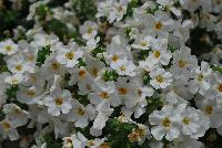 Calypso™ Sutera cordata White Improved -- New from Syngenta Flowers Spring Trials 2016:  Calypso™ Sutera (bacopa) 'White Improved' a vegetative variety featuring large, showy, pure-white flowers with small yellow eyes atop light-green foliage.  Fragrant.  Attracts pollinators.