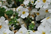 Calypso™ Sutera cordata White Improved -- New from Syngenta Flowers Spring Trials 2016:  Calypso™ Sutera (bacopa) 'White Improved' a vegetative variety featuring large, showy, pure-white flowers with small yellow eyes atop light-green foliage.  Fragrant.  Attracts pollinators.