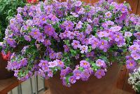 Calypso™ Sutera cordata Deep Lavender Stream™ -- New from Syngenta Flowers Spring Trials 2016:  Calypso™ Sutera (bacopa) 'Deep Lavender' a vegetative variety featuring large, showy, light-purple t lavender flowers with small yellow eyes atop light-green foliage.  Fragrant.  Attracts pollinators.