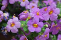 Calypso™ Sutera cordata Deep Lavender Stream™ -- New from Syngenta Flowers Spring Trials 2016:  Calypso™ Sutera (bacopa) 'Deep Lavender' a vegetative variety featuring large, showy, light-purple t lavender flowers with small yellow eyes atop light-green foliage.  Fragrant.  Attracts pollinators.